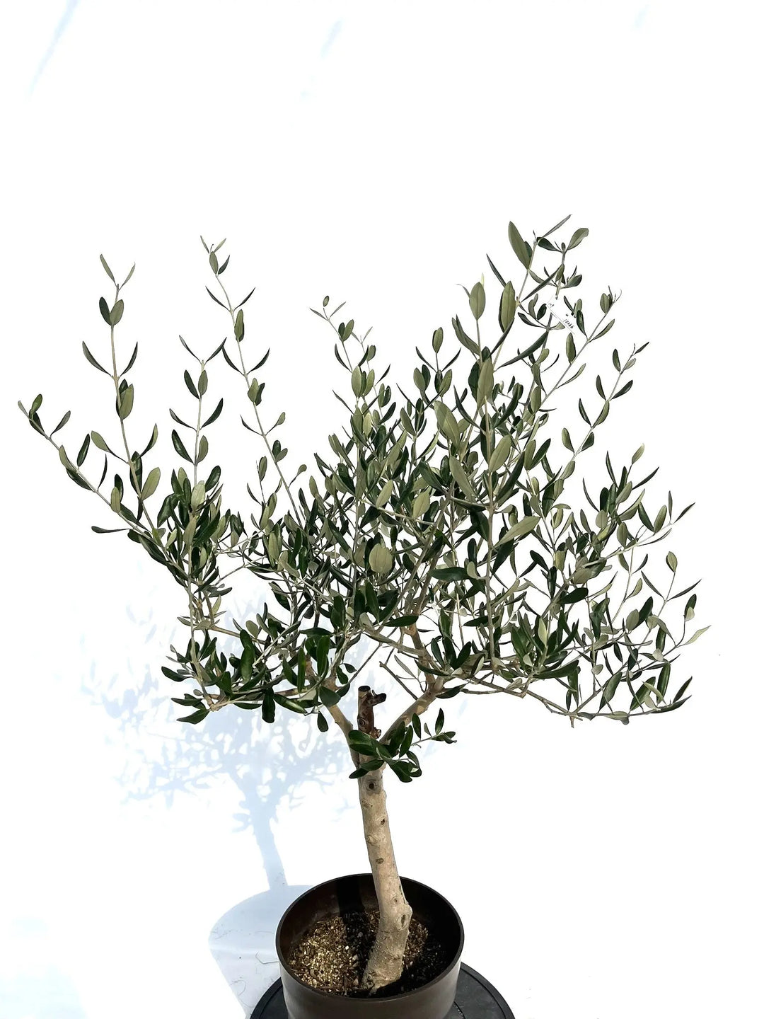 ルッカ Mサイズ 約120cm NO.10266 オリーブの木 - 株式会社鶴亀園