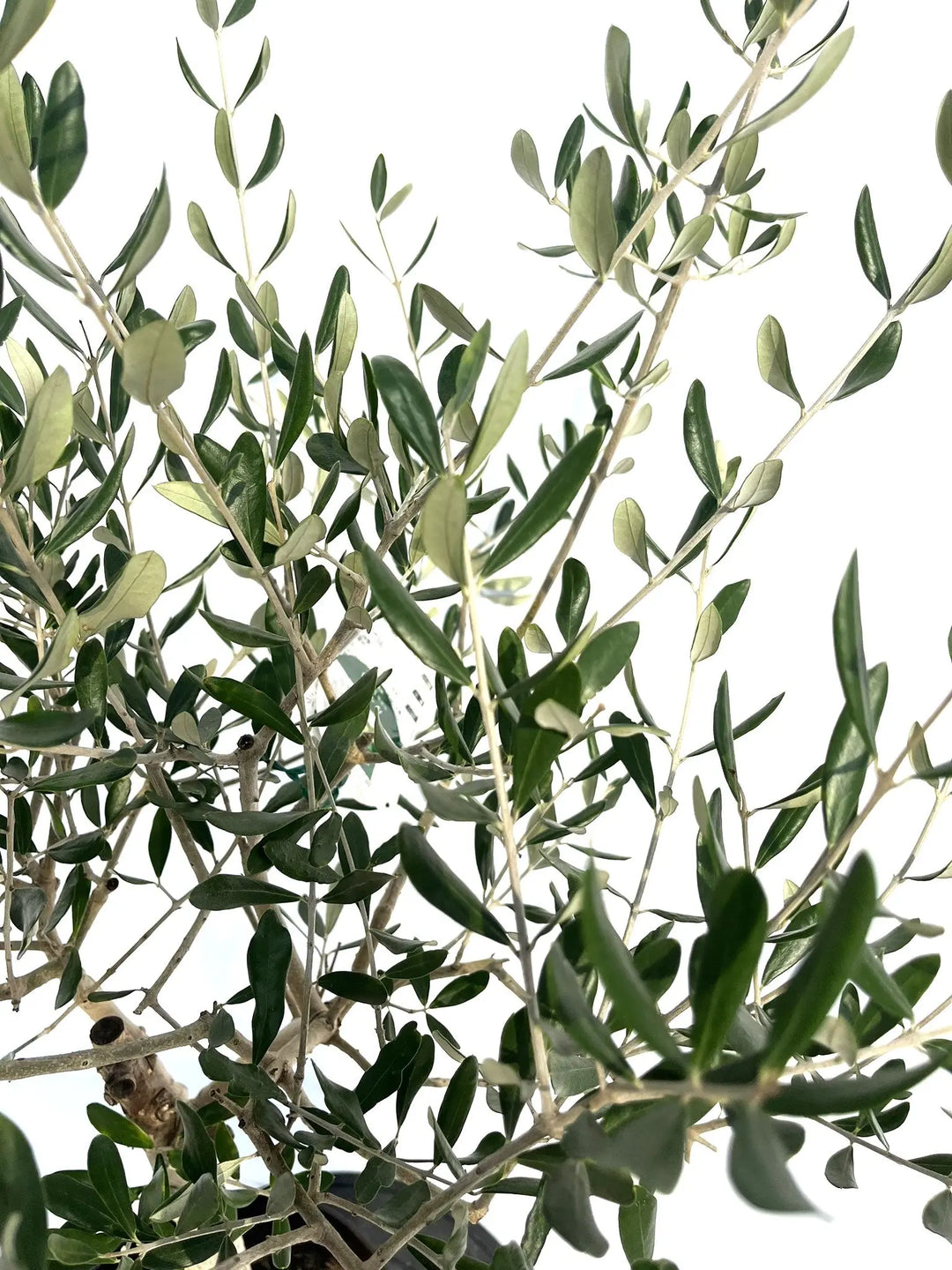 ルッカ Mサイズ 約120cm NO.10266 オリーブの木 - 株式会社鶴亀園