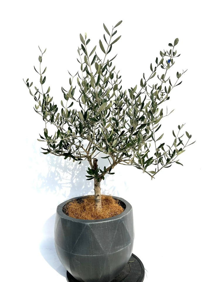 ルッカ Mサイズ 約120cm NO.10266 オリーブの木 - 株式会社鶴亀園