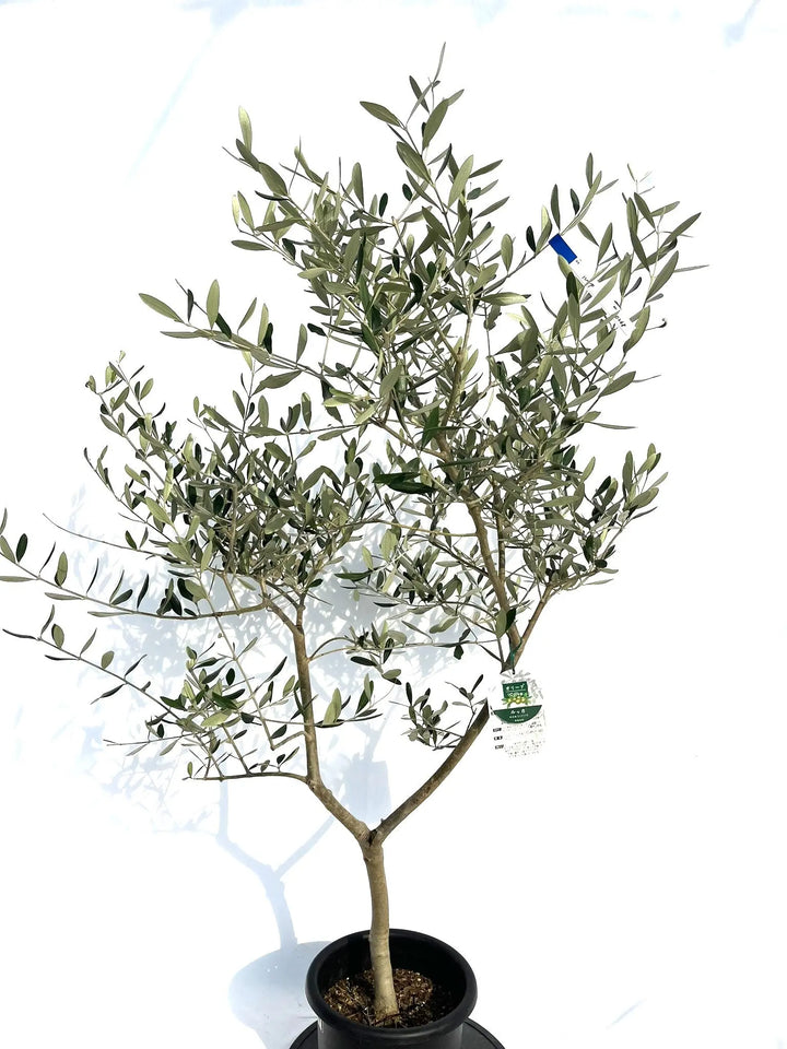 ルッカ Mサイズ 約140cm NO.10268 オリーブの木 - 株式会社鶴亀園