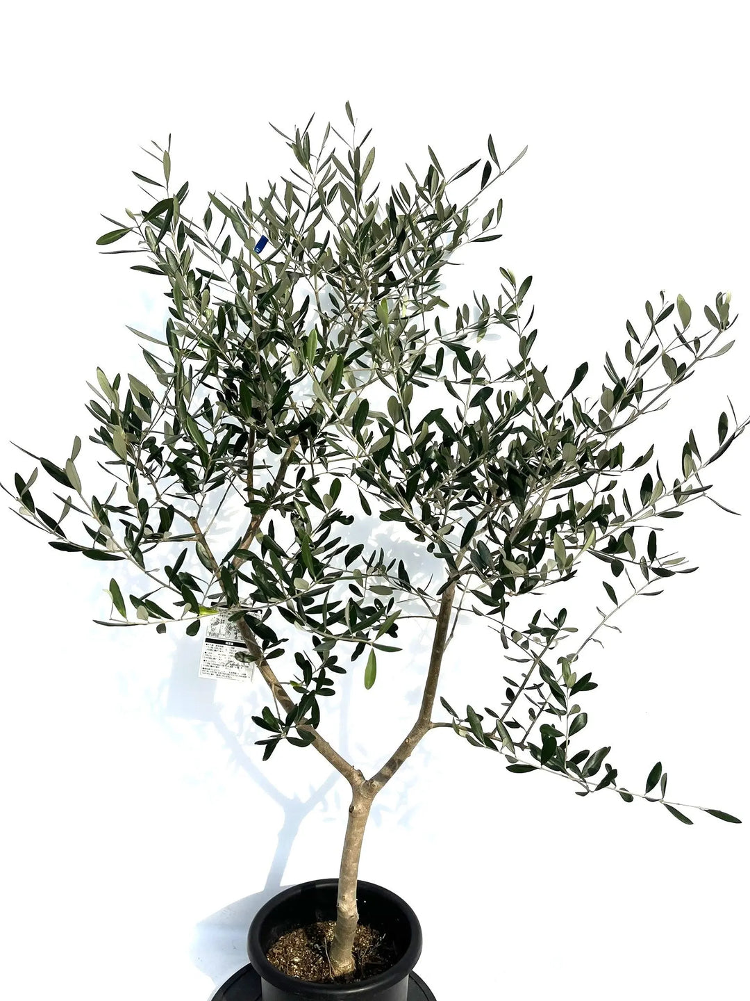 創樹　オリーブ　ルッカ　14 幹極太 オリーブの木 ルッカ SOUJU 8号 21 その他インテリア雑貨