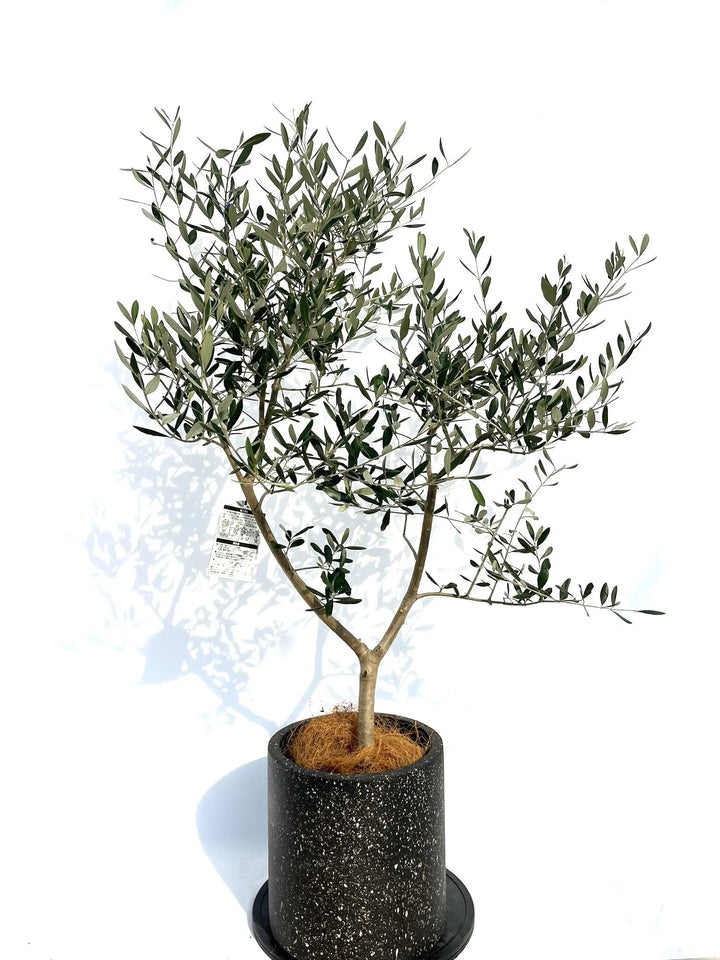 オリーブ　ルッカ　3 観葉植物 オリーブ 8号 ルッカ エコストーントールタイプ Gray