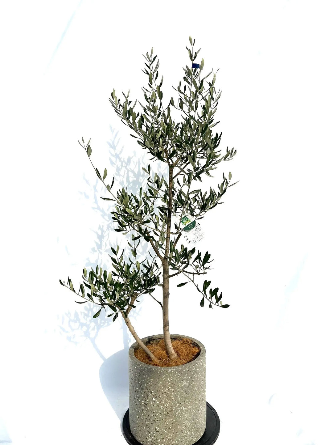 ルッカ Mサイズ 約150cm NO.10269 オリーブの木 - 株式会社鶴亀園