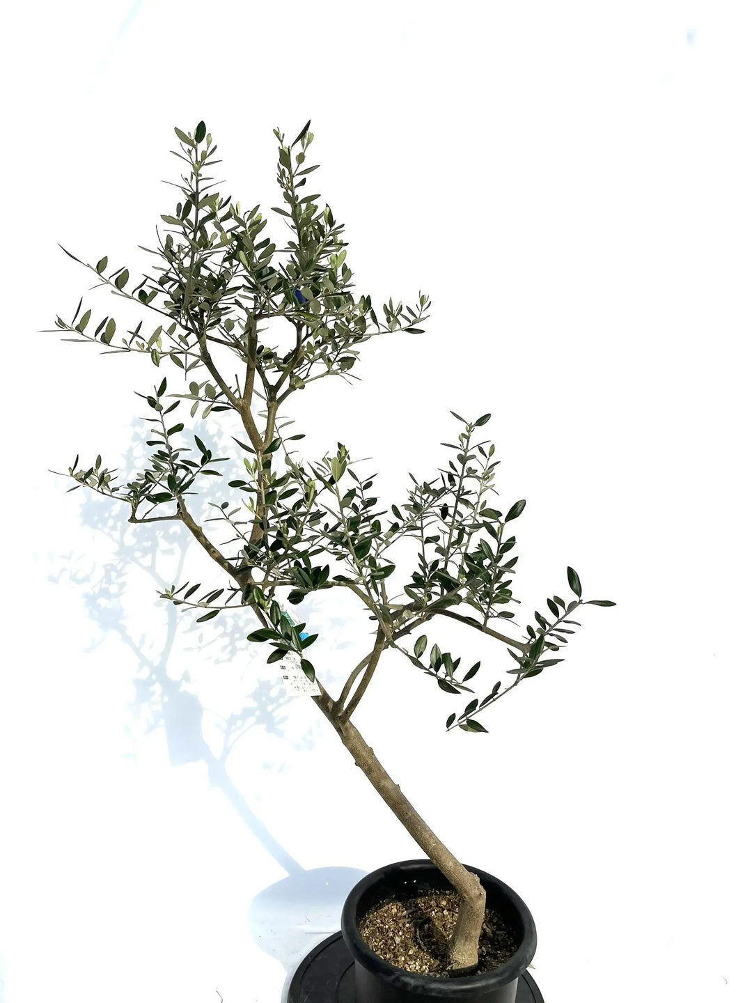 レッチーノ Mサイズ 約120cm NO.10271 オリーブの木 - 株式会社鶴亀園