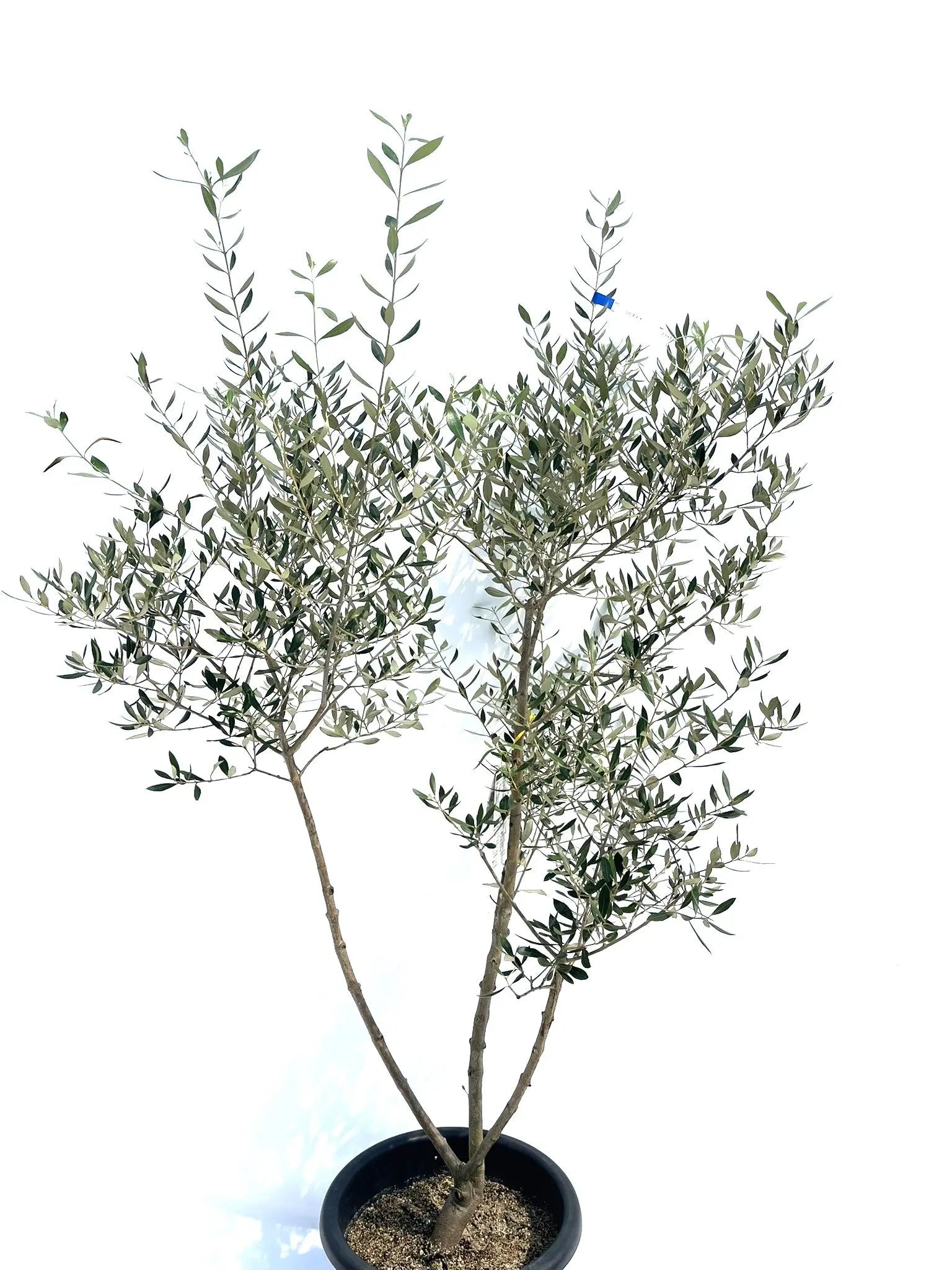 コロネイキ Lサイズ 約160cm NO.10272 オリーブの木 - 株式会社鶴亀園