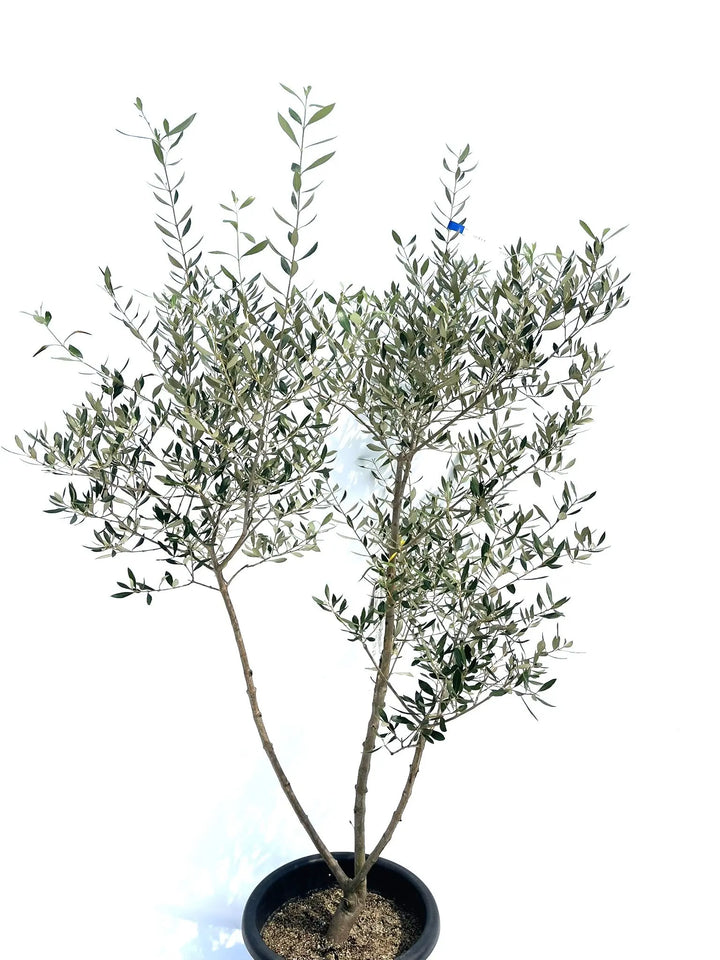 コロネイキ Lサイズ 約160cm NO.10272 オリーブの木 - 株式会社鶴亀園