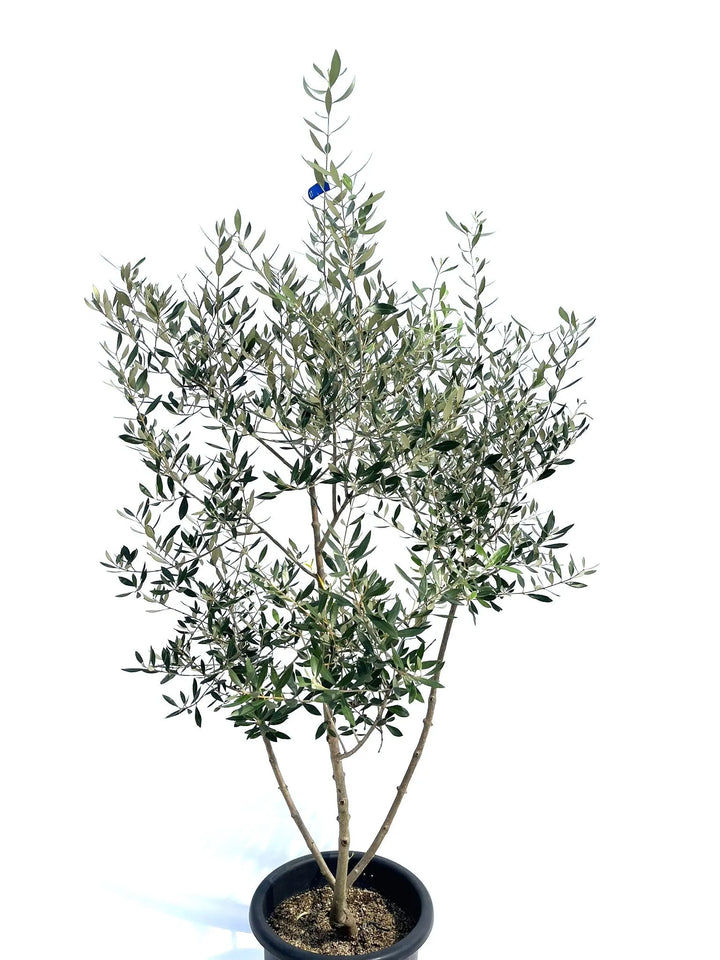コロネイキ Lサイズ 約160cm NO.10272 オリーブの木 - 株式会社鶴亀園