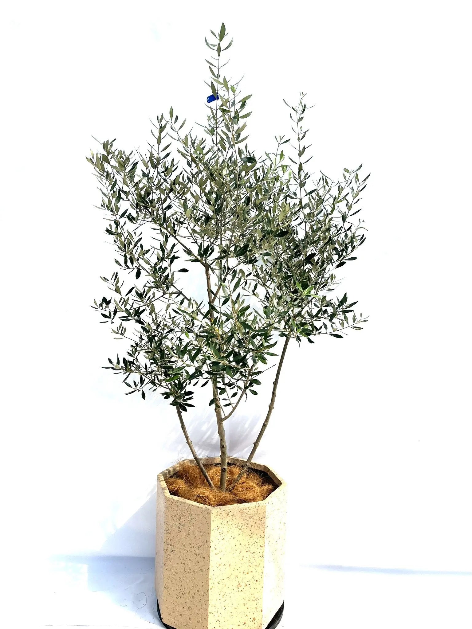 コロネイキ Lサイズ 約160cm NO.10272 オリーブの木 - 株式会社鶴亀園