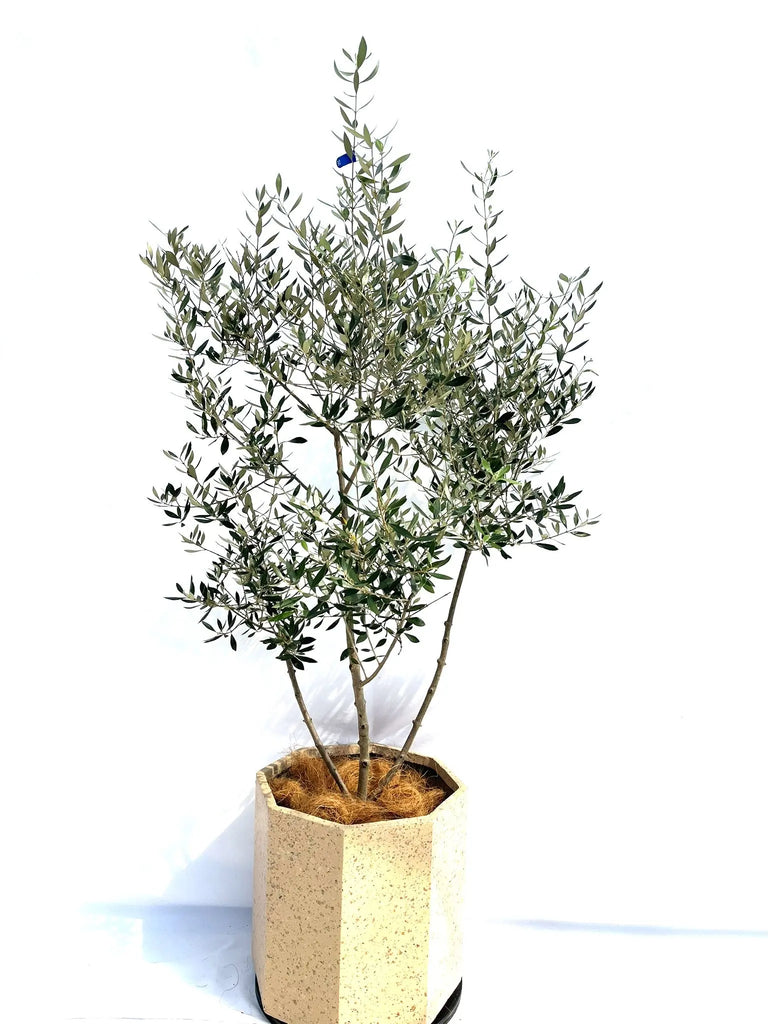 コロネイキ Lサイズ 約160cm NO.10272 オリーブの木 - 株式会社鶴亀園