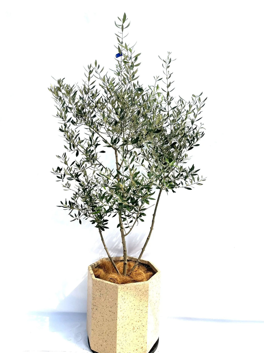 コロネイキ Lサイズ 約160cm NO.10272 オリーブの木 - 株式会社鶴亀園