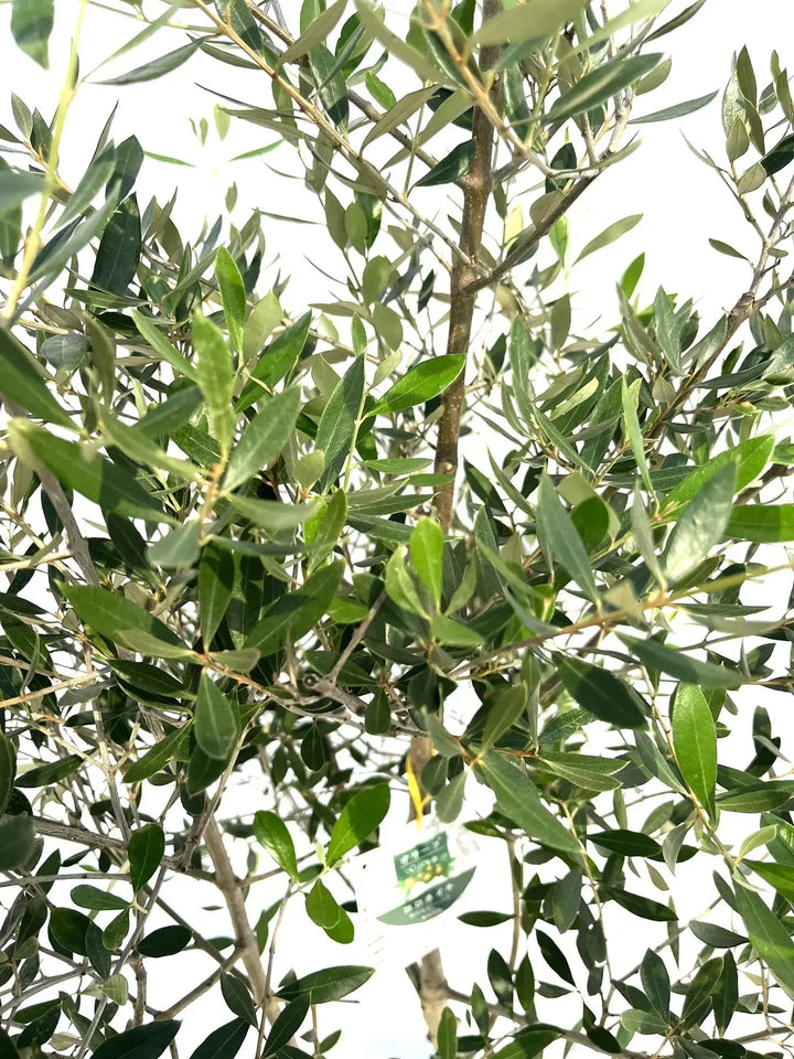 コロネイキ Lサイズ 約160cm NO.10273 オリーブの木 - 株式会社鶴亀園