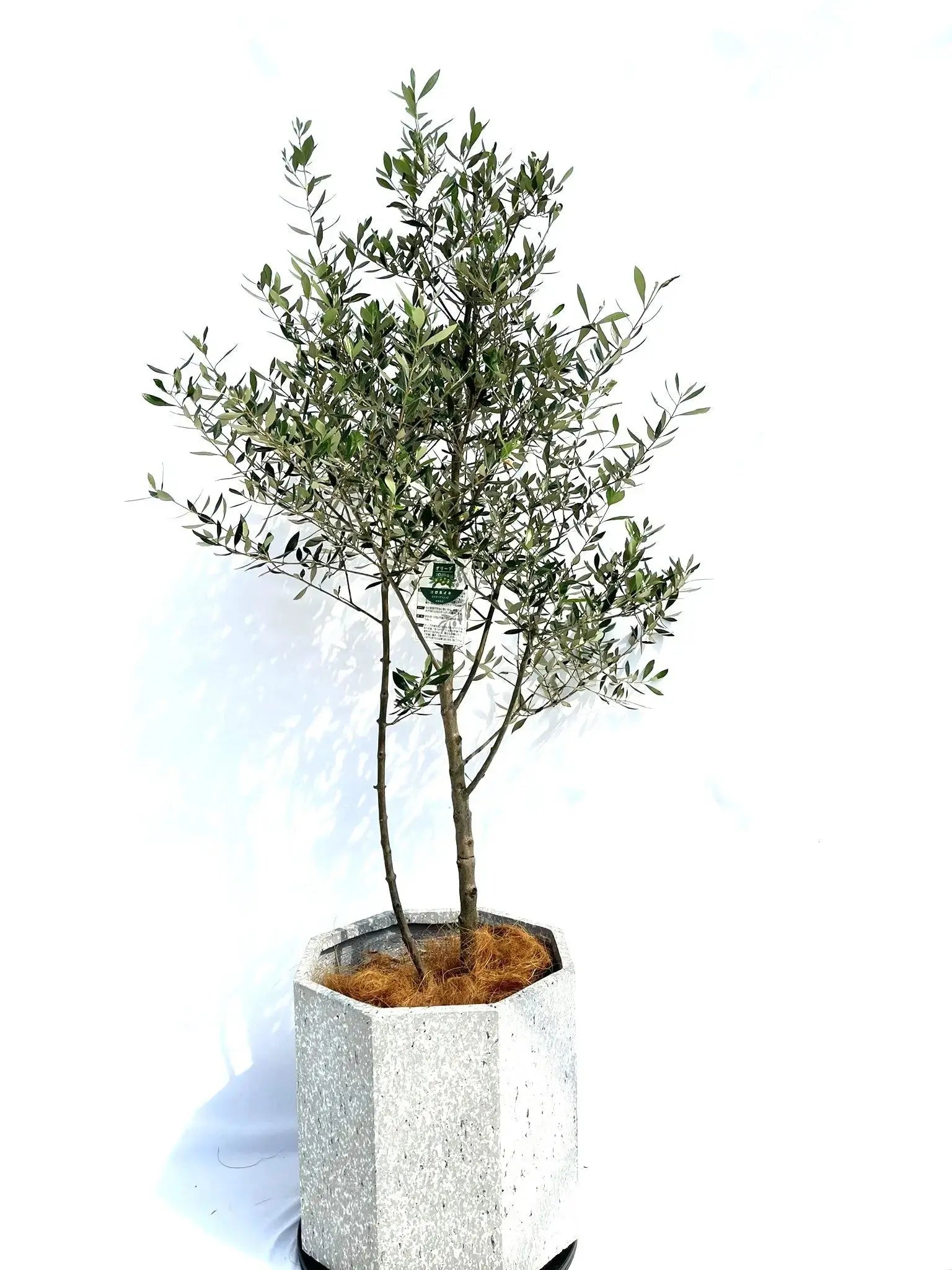 オリーブの木　コロネイキ　7号　約95cm　NO.10539　一点物 Amazon.co.jp: オリーブの木 コロネイキ 7号 約95cm NO.10539