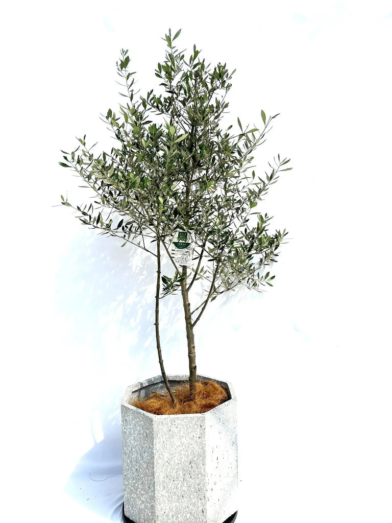 コロネイキ Lサイズ 約160cm NO.10273 オリーブの木 - 株式会社