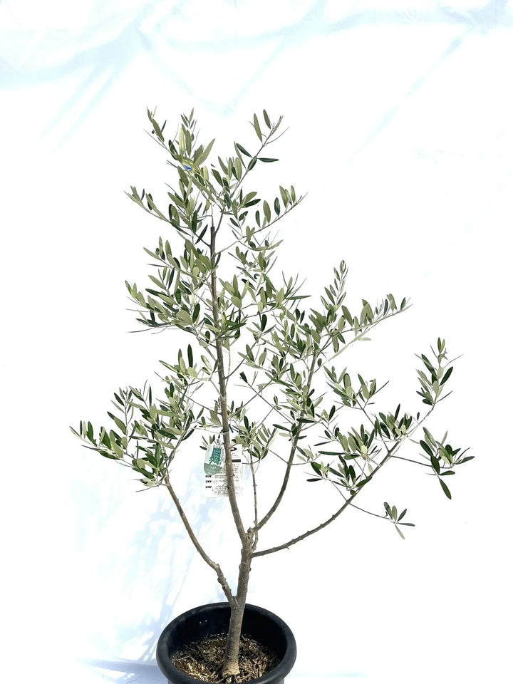 バルネア Lサイズ 約150cm NO.10275 オリーブの木 - 株式会社鶴亀園