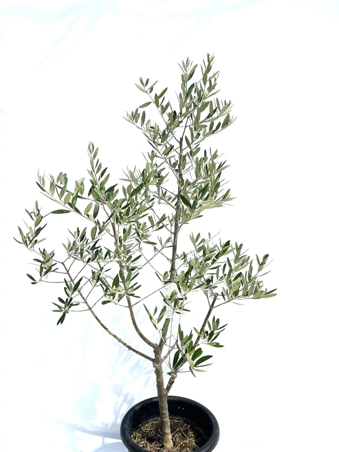 バルネア Lサイズ 約150cm NO.10275 オリーブの木 - 株式会社鶴亀園