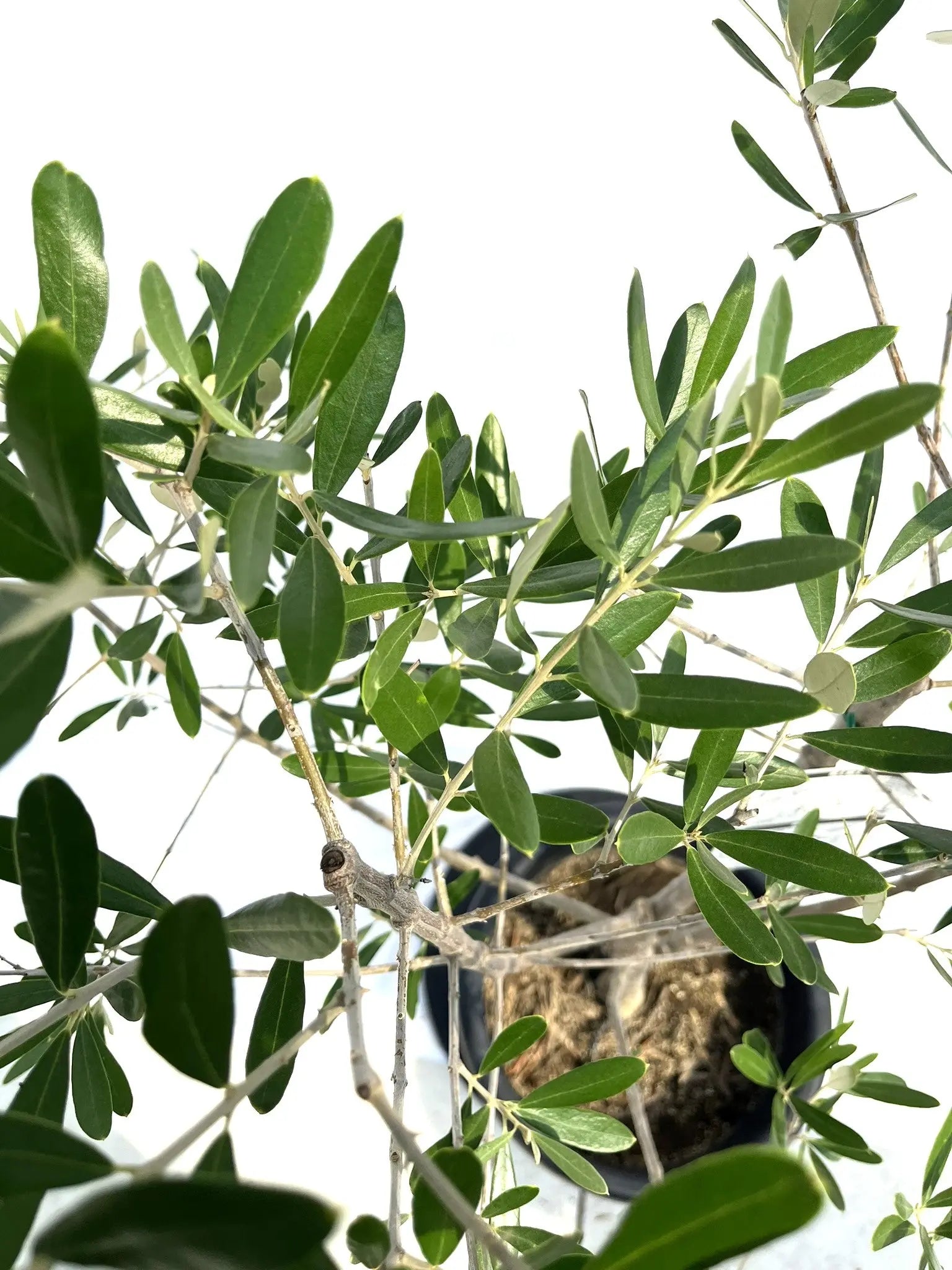 オリーブの木 バルネア 【樹高:約130cm】Sep10 オリーブの木 バルネア【樹高:約140cm】 Apr10 オリーブ10号