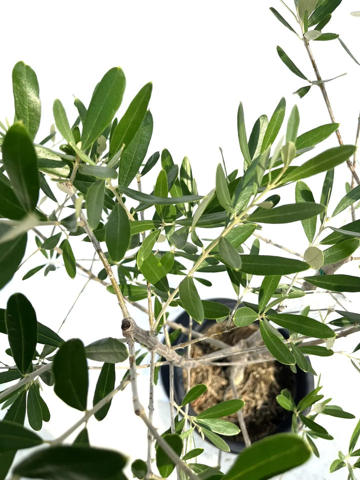 バルネア Lサイズ 約150cm NO.10275 オリーブの木 - 株式会社鶴亀園