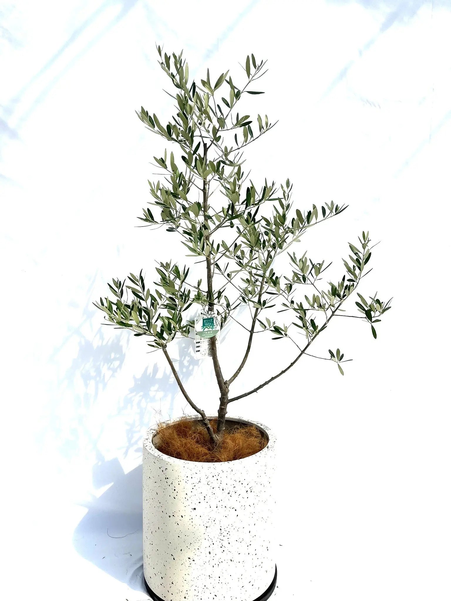 オリーブの木 バルネア 盆栽風 8号 約40cm 現品販売 オリーブの木 バルネア 盆栽風 8号 約40cm 現品販売 園芸ネット本店｜