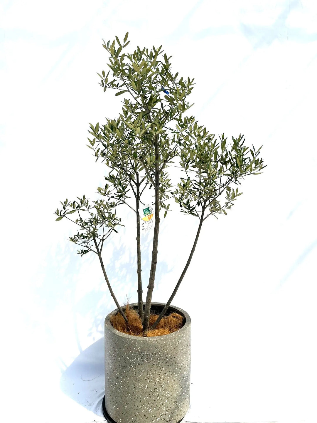 オリーブ（ひなかぜ） オリーブ ひなかぜ 4号サイズ【観葉植物】【インドアオリーブ