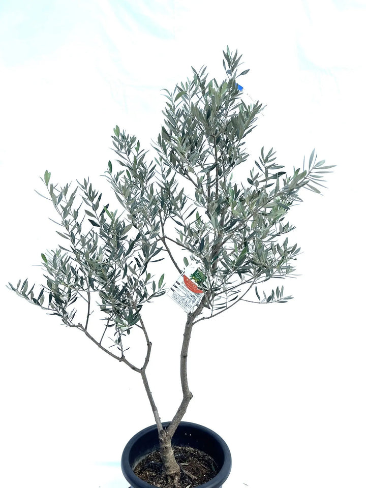 ホジブランコ Lサイズ 約140cm NO.10277 オリーブの木 - 株式会社鶴亀園