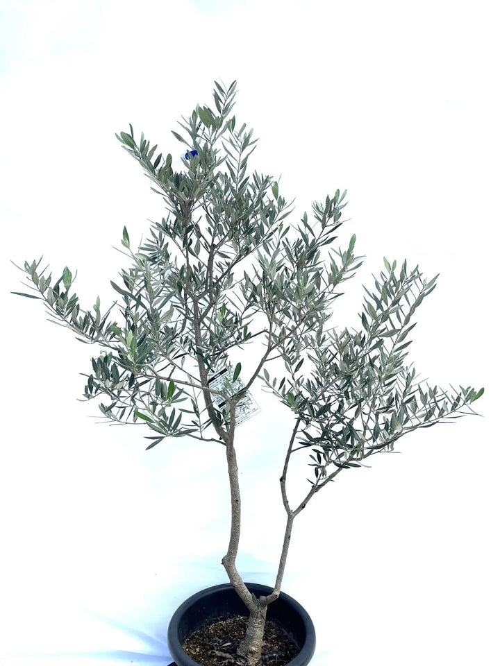 ホジブランコ Lサイズ 約140cm NO.10277 オリーブの木 - 株式会社鶴亀園