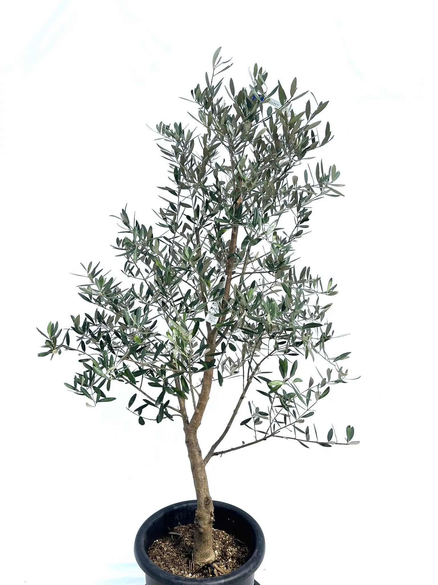 ミッション Lサイズ 約140cm NO.10280 オリーブの木 - 株式会社鶴亀園 ミッション Lサイズ 約140cm NO.10280 オリーブの木 - 株式会社鶴亀園