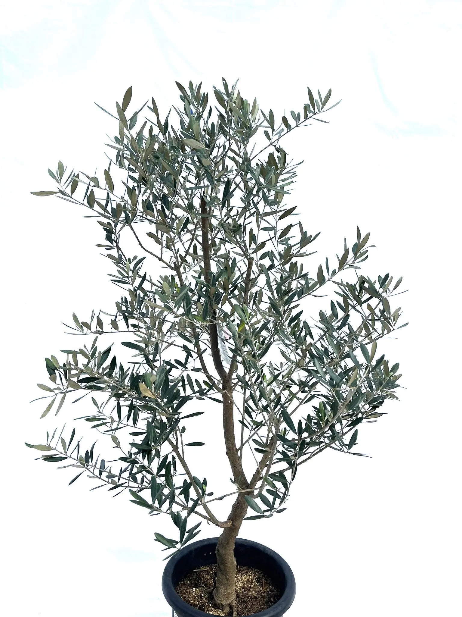 ミッション Lサイズ 約140cm NO.10280 オリーブの木 - 株式会社鶴亀園