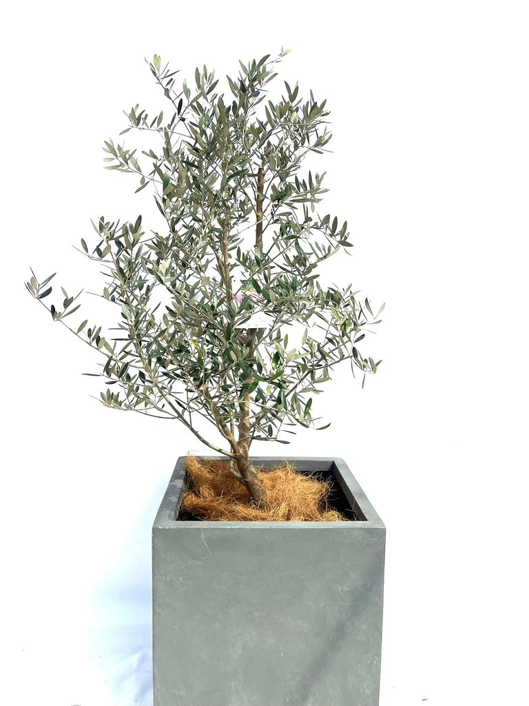 ミッション Lサイズ 約140cm NO.10280 オリーブの木 - 株式会社鶴亀園