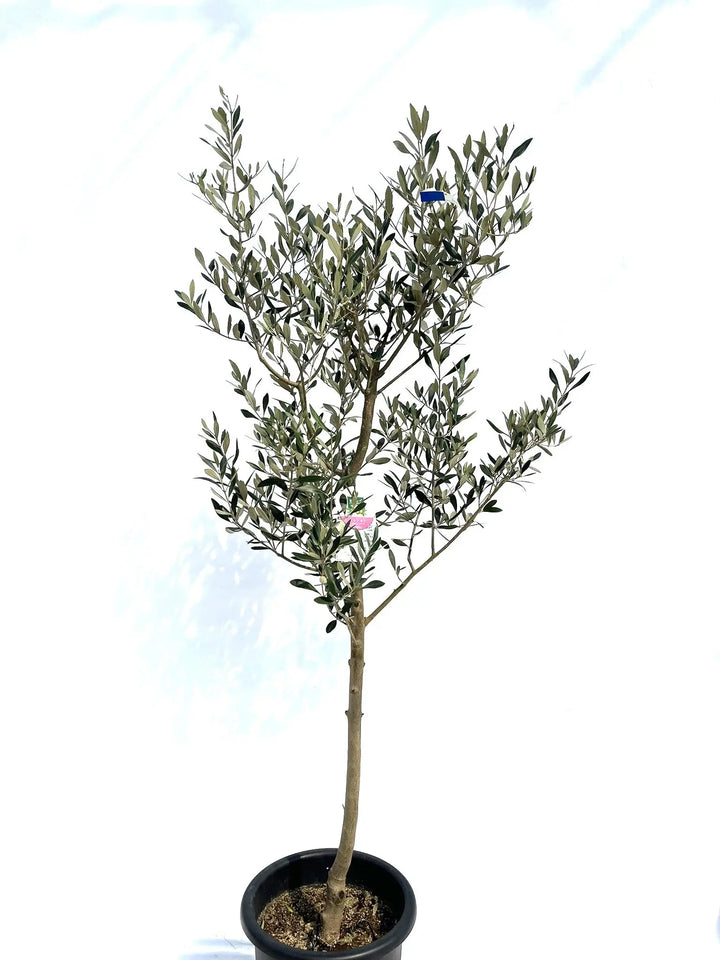 ミッション Lサイズ 約170cm NO.10281 オリーブの木 - 株式会社