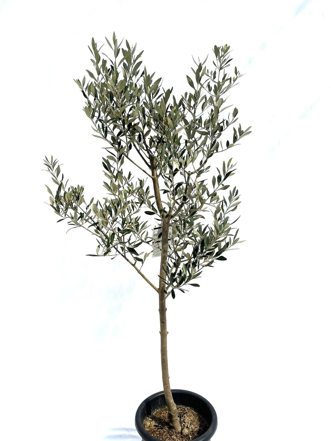 ミッション Lサイズ 約170cm NO.10281 オリーブの木 - 株式会社鶴亀園