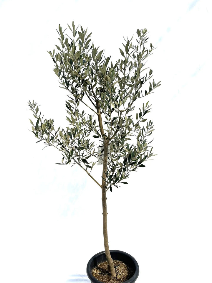 ミッション Lサイズ 約170cm NO.10281 オリーブの木 - 株式会社鶴亀園