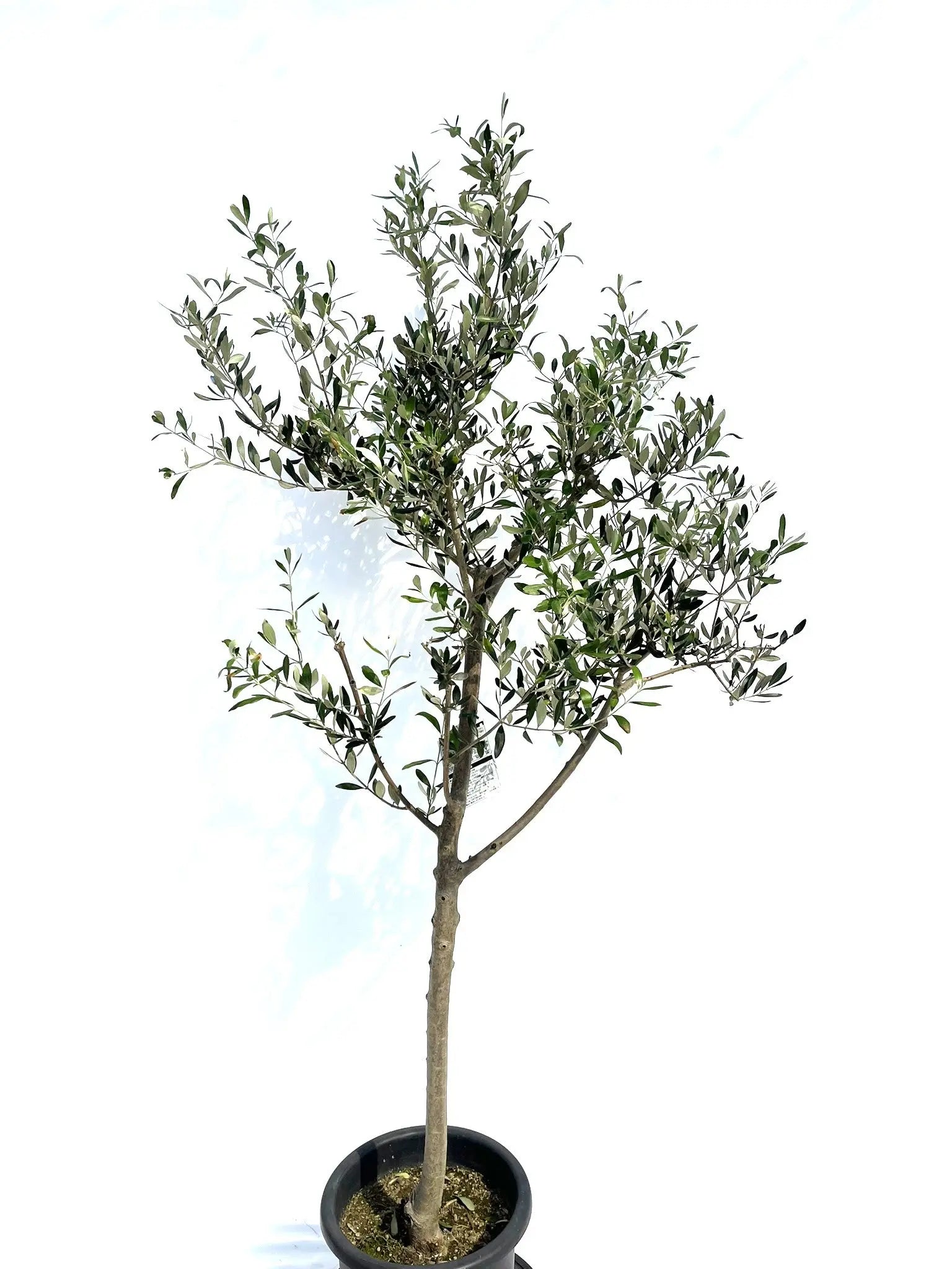 オリーブの木　ルッカ ルッカ Lサイズ 約180cm NO.10282 オリーブの木 - 株式会社鶴亀園