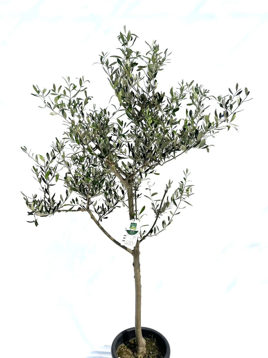 ルッカ Lサイズ 約180cm NO.10282 オリーブの木 - 株式会社鶴亀園