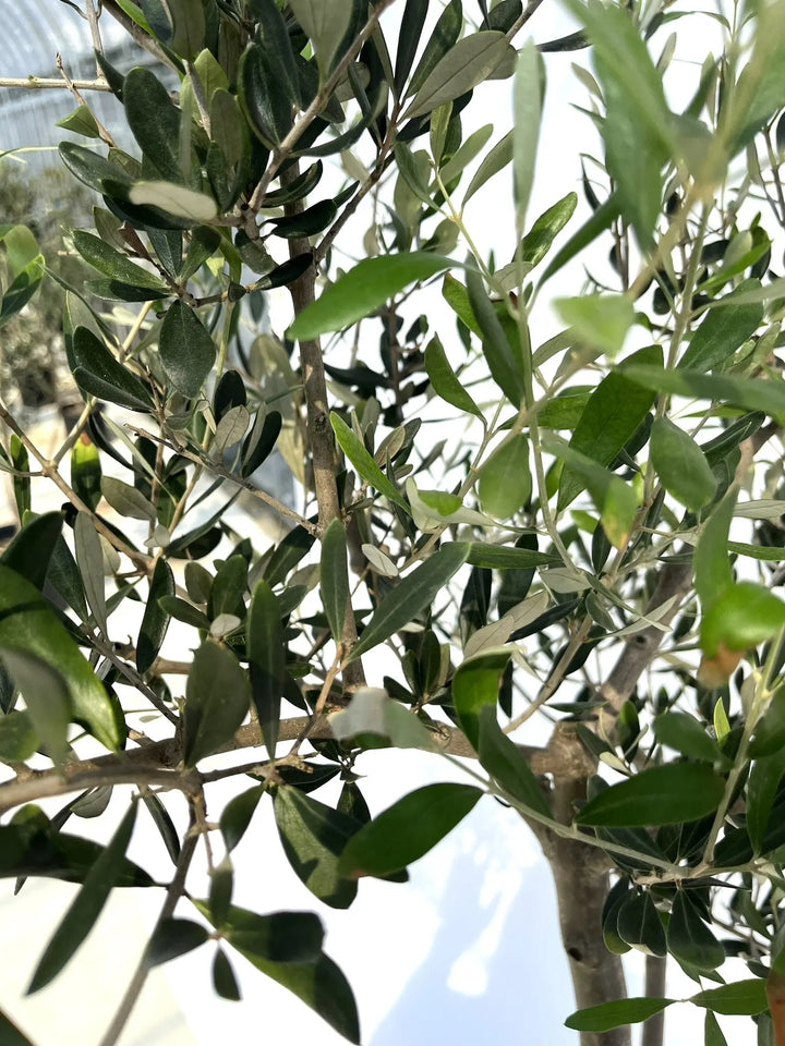 オリーブの木,た植物/観葉植物ルッカ『特大、綺麗な樹形。幹太❗️樹高約200㌢ 香川で育ったオリーブの木（ルッカ） 5号 ※高さ約100cmの通販