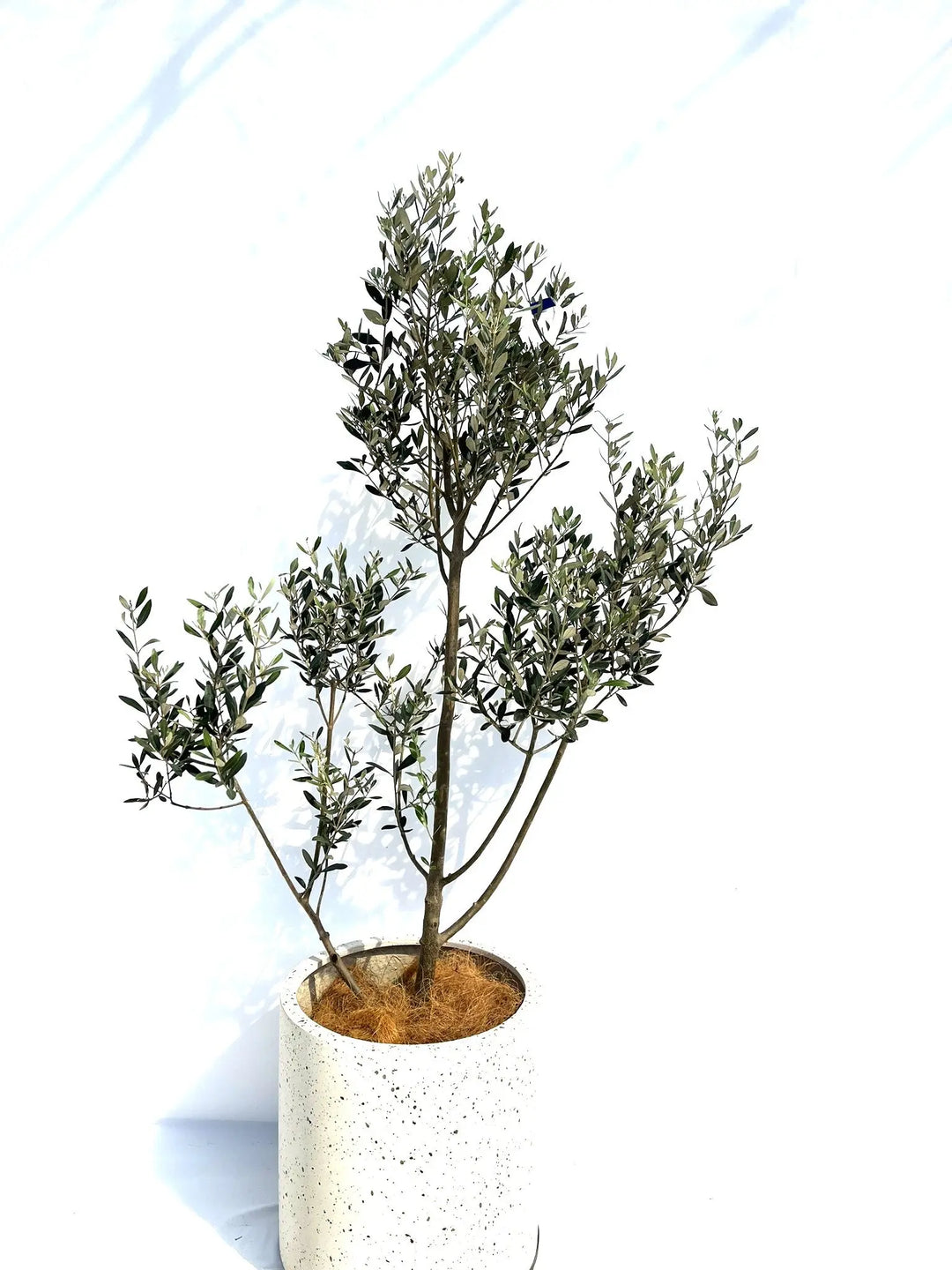 オリーブの木　ミッション　/ 653 オリーブの木 ミッション 653 NEWミッション（オリーブの木）｜Sサイズ