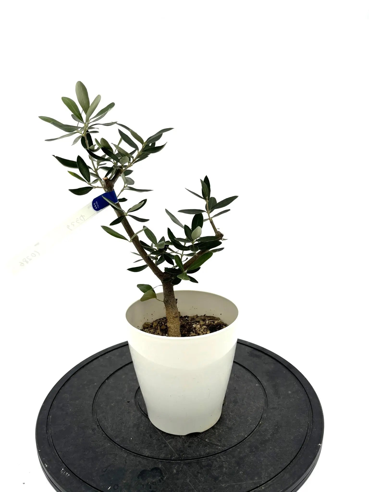 【予約済】ブラジル柱 カット苗 特大 50-70センチ オマケ付 予約済】ブラジル柱 カット苗 特大 50-70センチ オマケ付 予約済