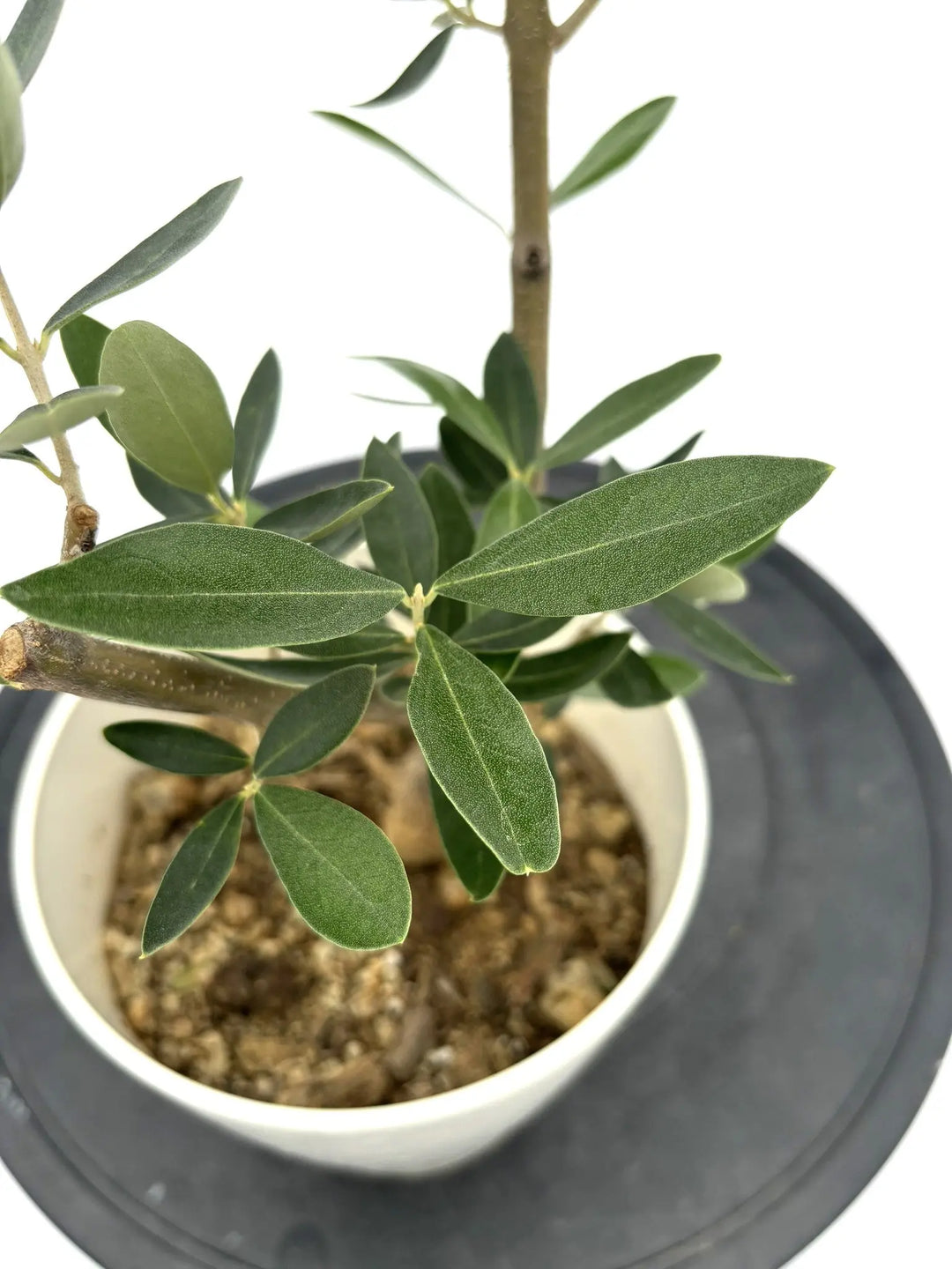 オリーブの木　カラマタ　7号　約105cm　NO.617　希少品種　現品掲載 オリーブの木 カラマタ 7号 約105cm NO.617 希少品種 現品掲載