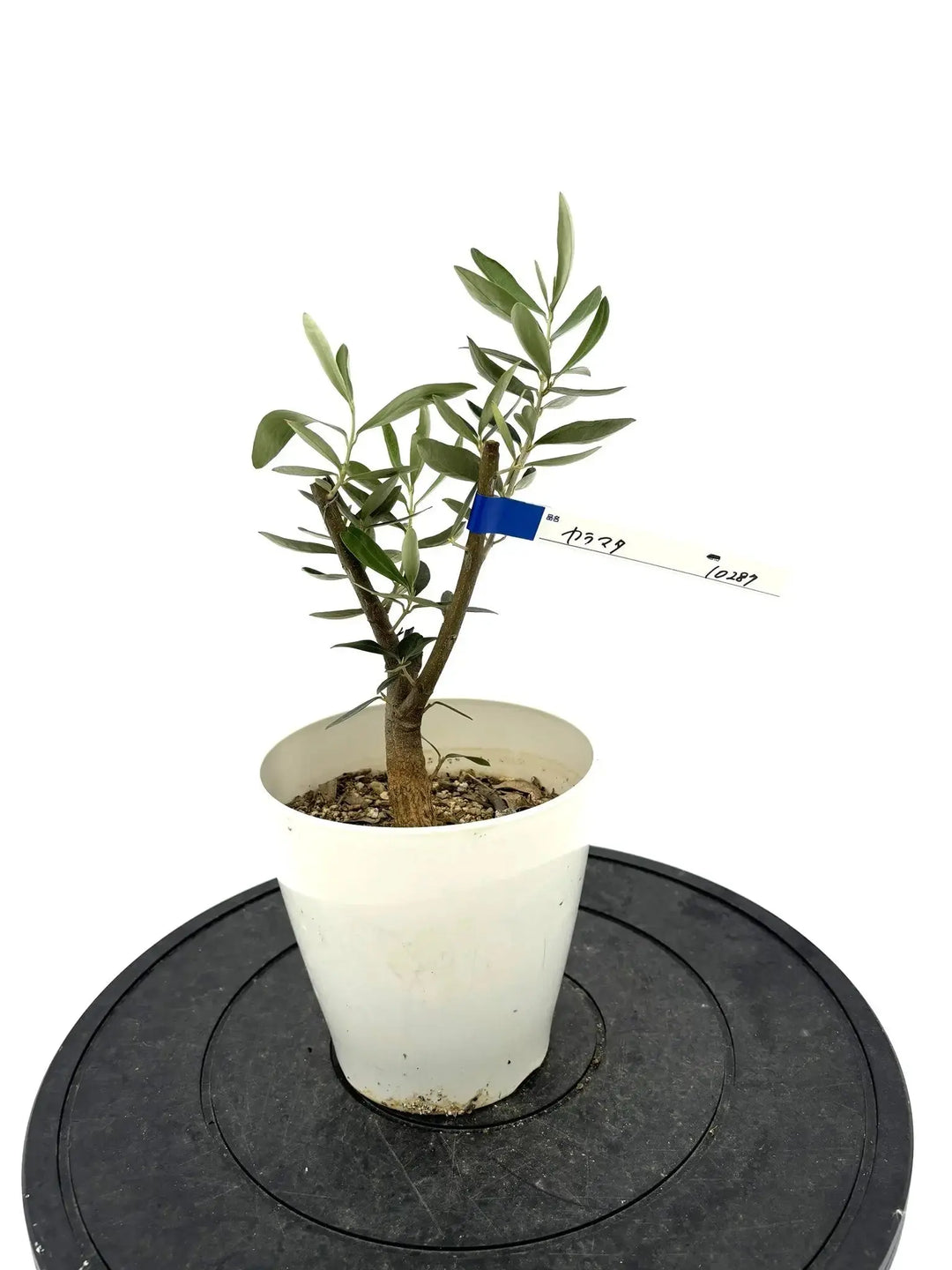カラマタ XXSサイズ 約40cm NO.10287 オリーブの木 - 株式会社鶴亀園