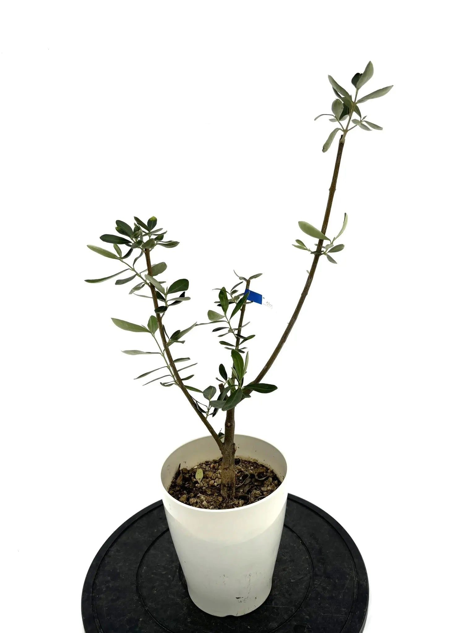 オリーブの木　カラマタ オリーブの木 カラマタ 5号 約45cm NO.289 一点物 希少品種
