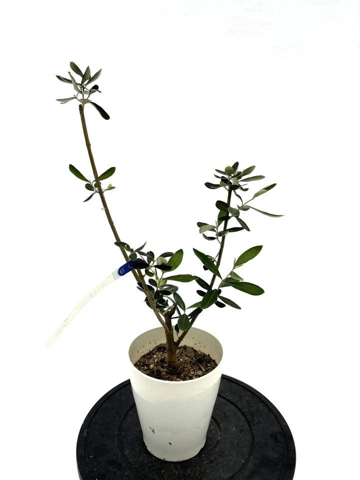 カラマタ XSサイズ 約65cm NO.10290 オリーブの木 - 株式会社鶴亀園