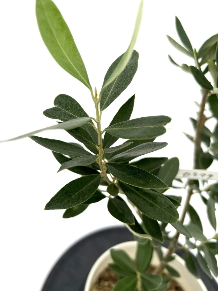 多年生の木 施工付き植木シンボルツリー 樹高2.0m以下 カラタネオガタマhnw1 j-02