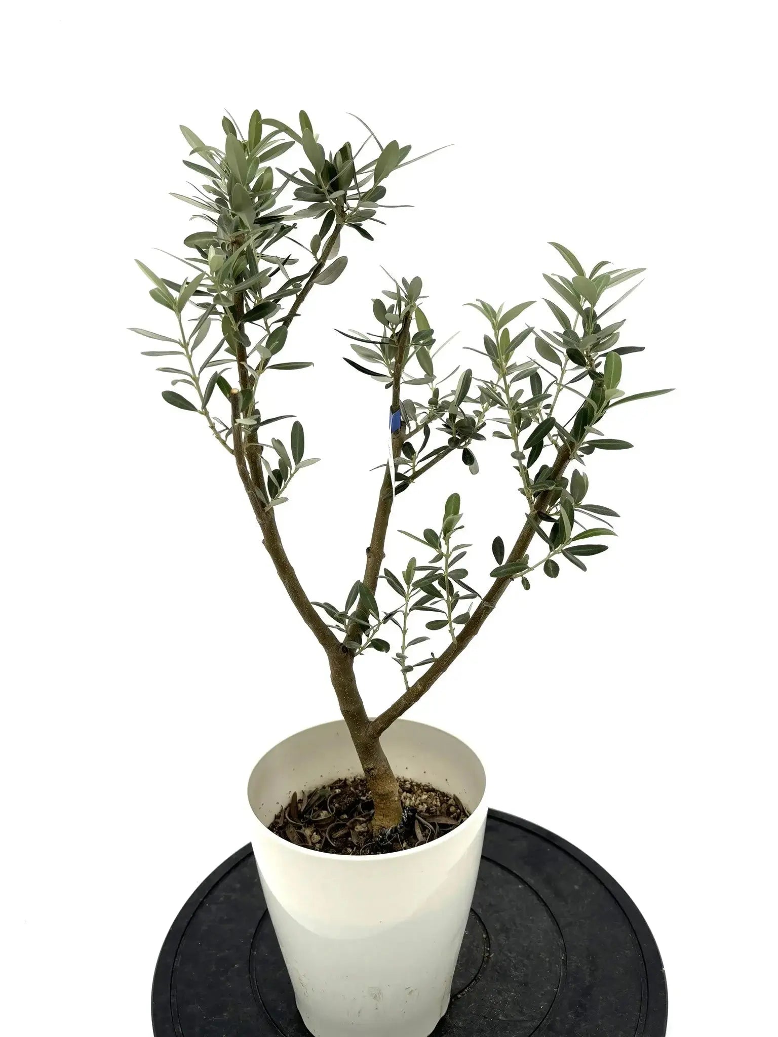 希少・銀葉】セントキャサリン（オリーブの木）〈直立型〉｜60cm