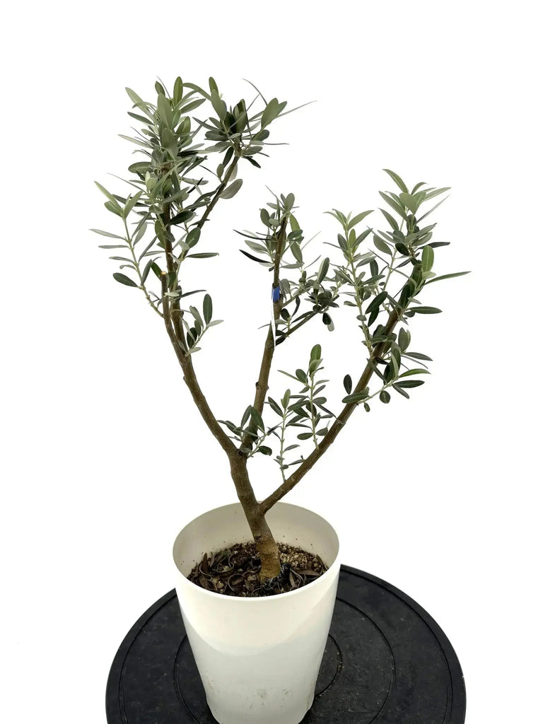 希少　オリーブの木　セントキャサリン 希少・銀葉】セントキャサリン（オリーブの木）〈直立型〉｜60cm