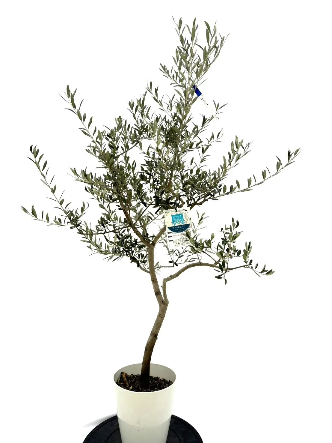 19800円より3000円お値引き販売です。沢山実付オリーブ・アルベキナ 19800円より3000円お値引き販売です。沢山実付オリーブ・アルベキナ