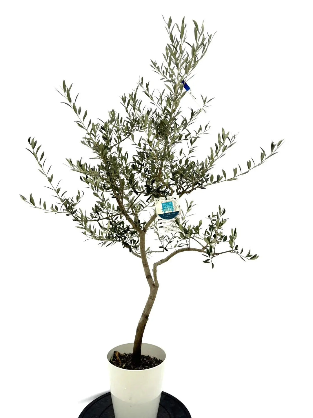 アーベキーナ Sサイズ 約140cm NO.10295 オリーブの木 - 株式会社鶴亀園