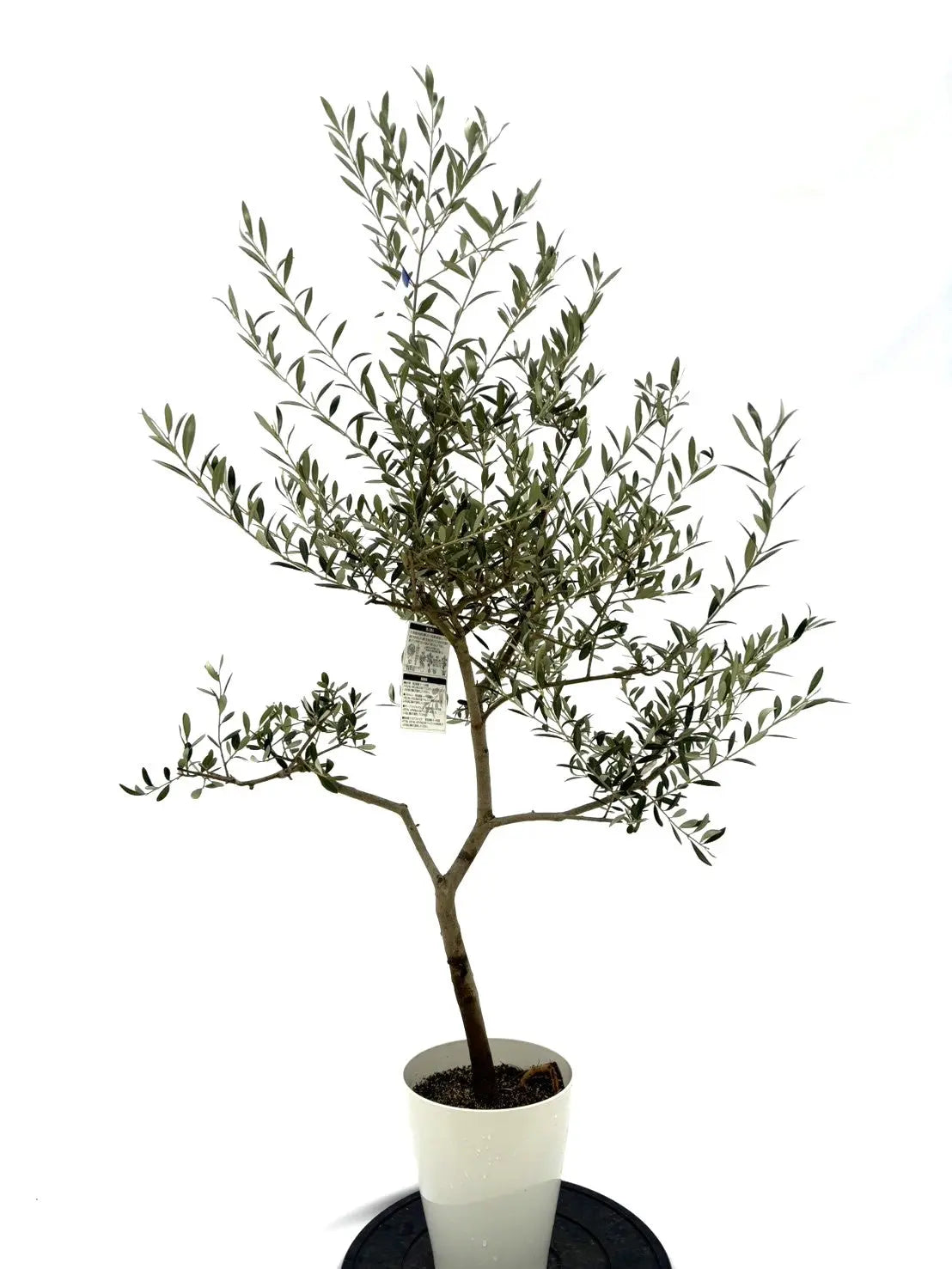 19800円より3000円お値引き販売です。沢山実付オリーブ・アルベキナ 19800円より3000円お値引き販売です。沢山実付オリーブ・アルベキナ