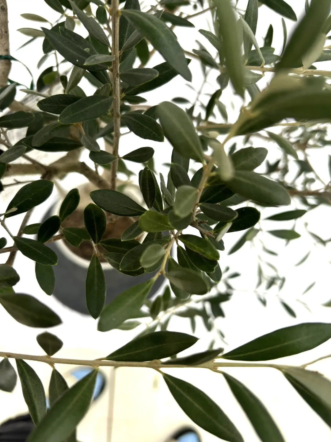 10295-3_1080x.jpg?v=1730432016