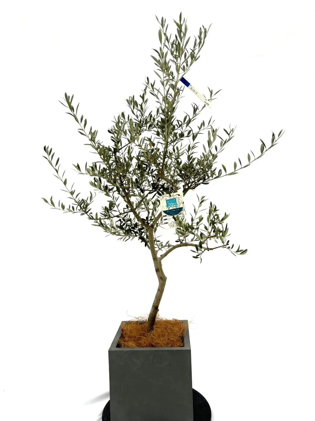 アーベキーナ Sサイズ 約140cm NO.10295 オリーブの木 - 株式会社鶴亀園
