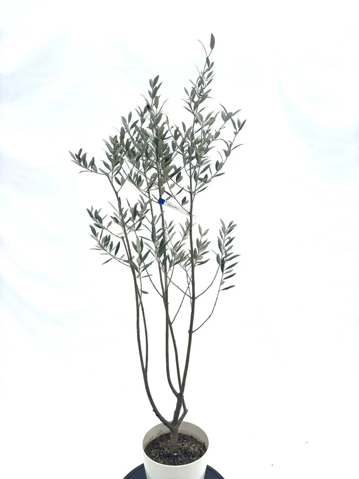 セントポーリア 木瀬おつた様 希少・銀葉】セントキャサリン（オリーブの木）〈直立型