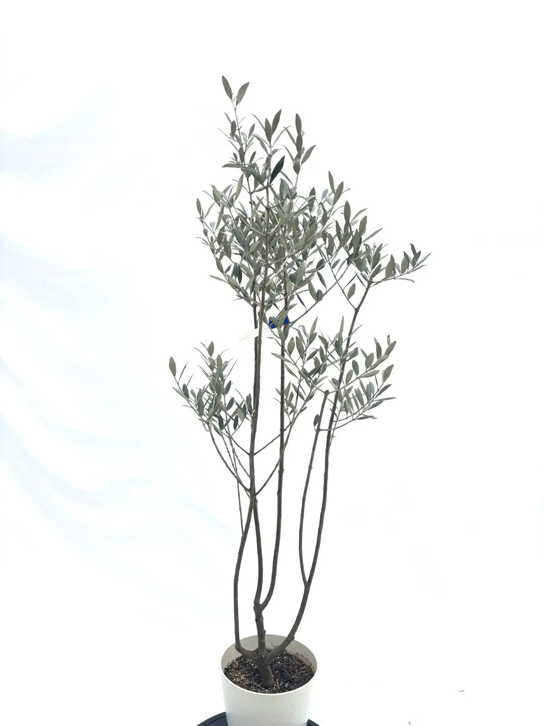 希少・銀葉】セントキャサリン（オリーブの木）〈直立型